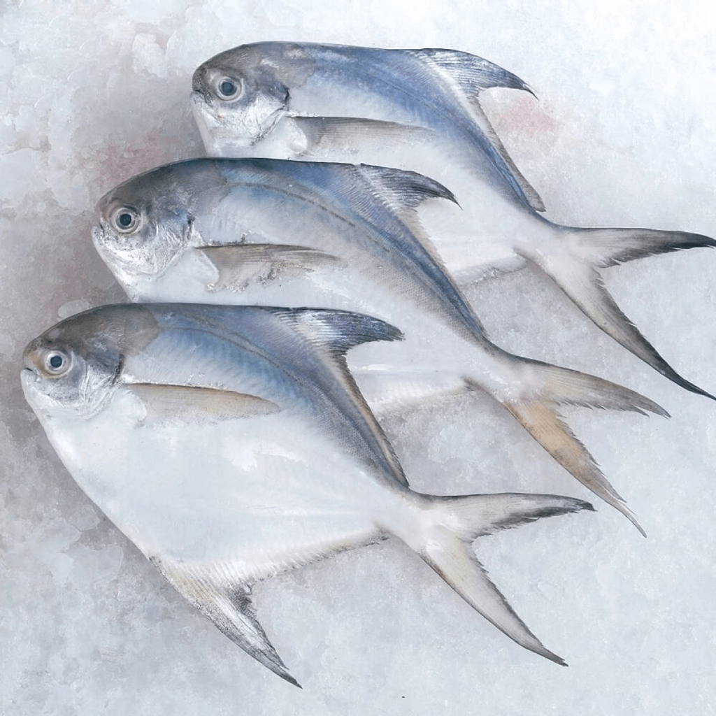 SILVER POMFRET IMG